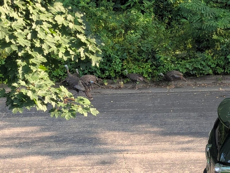 some turkeys crossing the road near some bushes and trees